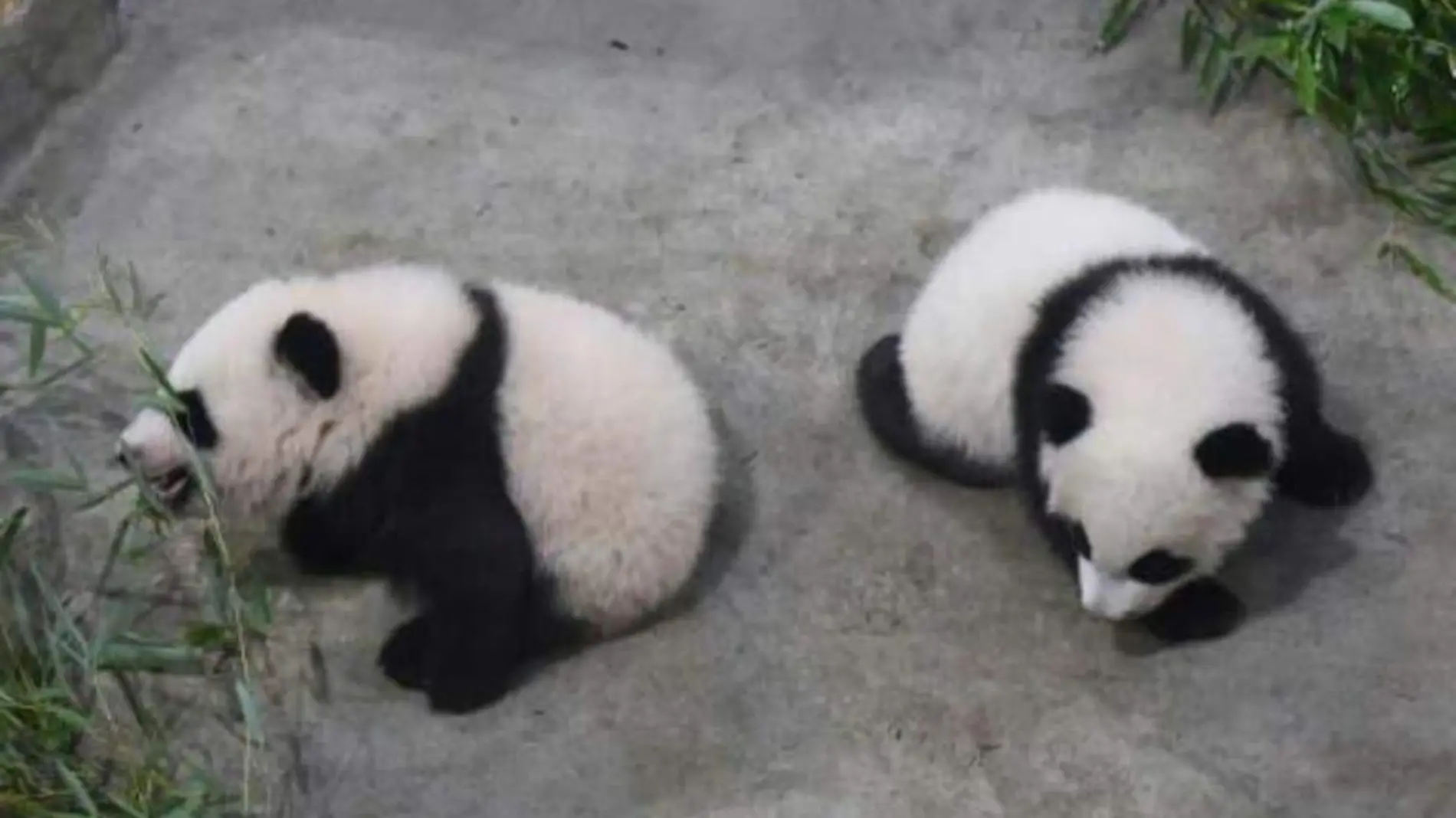 Pandas gemelas Francia-AFP